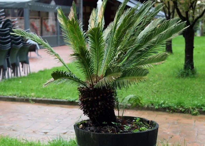 Txikierdi Alde Auto Check-in